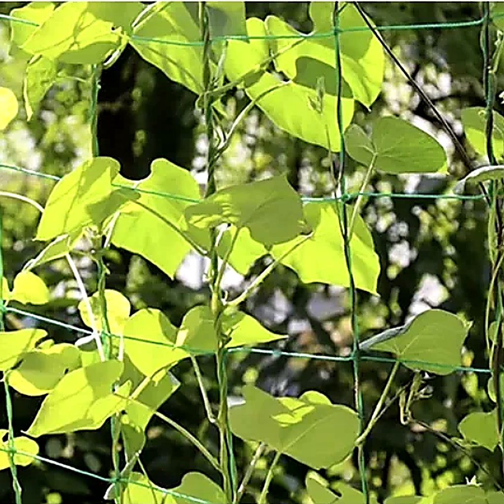 Plasa de sustinere Pentru Legume,Dimensiune 2 x 10m, Culoare Verde - MAXY